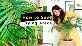 How to Save a Dying Areca Palm [upl. by Llydnek]