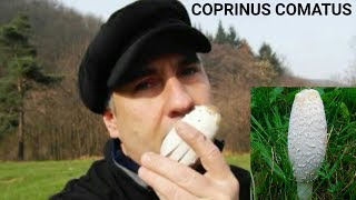 COPRINUS COMATUS by MACINETOR [upl. by Eilrac]