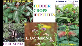 THE MAIN FOOD PLANTS FOR LIVESTOCK [upl. by Blinnie]