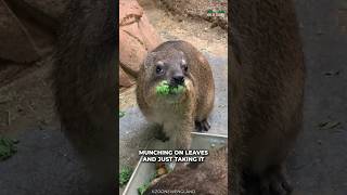 Hyrax  Closest Relative Of Elephant [upl. by Nolad]