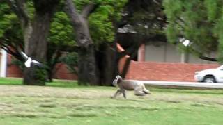 Adelaide  Koala running in the park  1 [upl. by Zavras712]