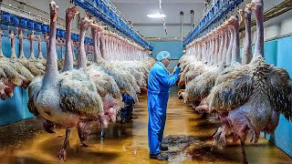 How Millions Of Ostriches Farm For Meat Skin And Eggs in China  Ostriches Eggs Harvest Technology [upl. by Litsyrk]