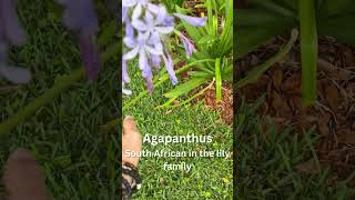 Agapanthus Care [upl. by Noelc186]