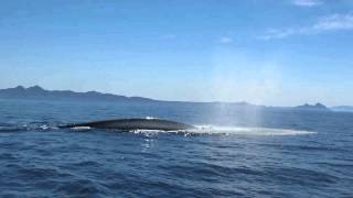 Blue Whale blowing 100 meter from the boat  Baja California  Thore Noernberg Whale Watching [upl. by Netsrik]