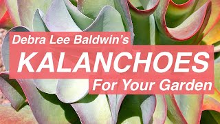 Kalanchoe species and cultivars 40 varieties for your garden and pots [upl. by Atnaloj]