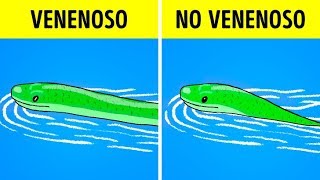 Qué hacer cuando ves una serpiente [upl. by Okoyk]