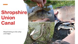 Shropshire Union Canal Whip and ledger fishing [upl. by Perloff120]