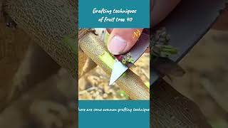 Type Grafting of fruit tree 40viral shorts short youtubeshorts usa gardening garden [upl. by Suivatna]