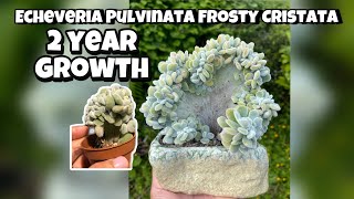 Echeveria Pulvinata Frosty Cristata succulent plant 2 years growth  shorts [upl. by Dirfliw195]