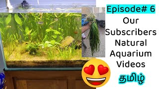 🐠☘️ Subscribers Video Episode 6 Natural fish Tank Tamil No cleaning  Zero Cost Substrate Model [upl. by Chinua215]