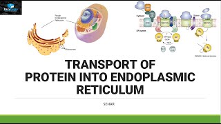 Transport of Protein In Endoplasmic Reticulum [upl. by Papagena]