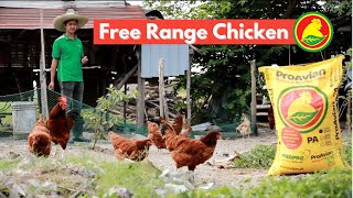 Free Range Chicken gamit ang ProAvian [upl. by Walley66]