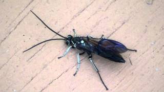 Ichneumon Wasp Ichneumonidae Cratichneumon unifasciatorius Feeding [upl. by Attenov]