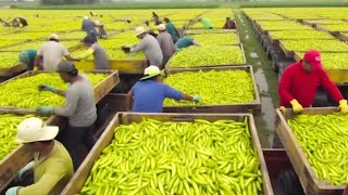 California Farmers Harvest At 253 Million Acres Of Farmland This Way  Farming Documentary [upl. by Nahallac]