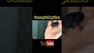 Spotted Turtle Paludarium🐢spottedturtle turtle turtles reptiles paludarium unboxing diy fyp [upl. by Rawlinson]