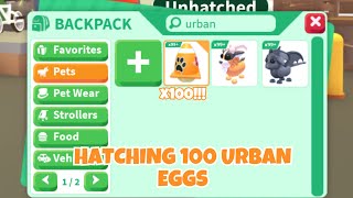 HATCHING 100 URBAN EGGS IN ADOPT ME [upl. by Ades]