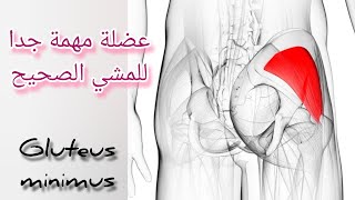 لماذا لا تستطيع المشي باستقامة ؟  Trendlenburg gait  gluteus minimus [upl. by Eatnoled847]