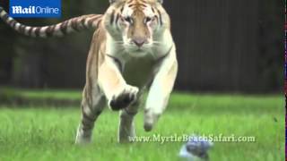 Breathtaking rare footage of tigers running at full speed [upl. by Artair]