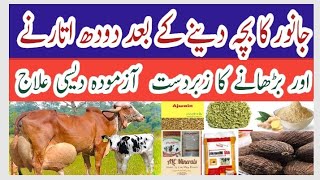 How to increase milk cow l Buffalo after dilevery ll [upl. by Nissa]