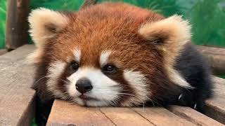 Red Panda With Overloaded Cuteness [upl. by Karie]