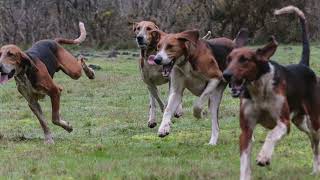 Chiens de Vénerie venerie trompedechasse [upl. by Persons]