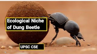 Dung Beetle  Unique Behaviour  civilserviceexam environment [upl. by Enelloc]