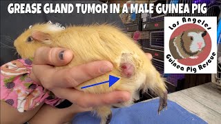 Grease Gland Tumor Show and Tell in 4 year old Male Guinea Pig [upl. by Yarrum390]