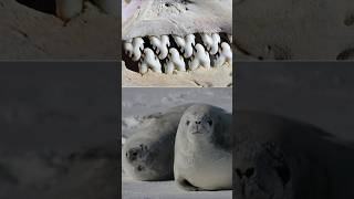 Crabeater Seal Teeth Hits Different  seal sea [upl. by Groscr]