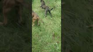 Dutch Shepherd Tackle 🤣 dutchshepherd belgianmalinois maligator k9tacticalaction [upl. by Xuaegram]