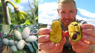 Grow This Fruit in Freezing Temperatures ❄  Asimina Triloba American Paw Paw [upl. by Glogau]