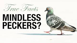 True Facts Pigeons Are Tricking You [upl. by Alair]