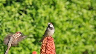 LES MOINEAUX DE NOS JARDINS  DOCUMENTAIRE ANIMALIER 2022 [upl. by Alusru]