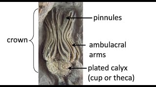 What are crinoids Carboniferous life of Texas Part 2 [upl. by Leumek443]