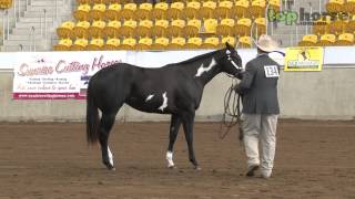 PHAA National Championship Show 2013  Yearling Lungeline Futurity [upl. by Favien]