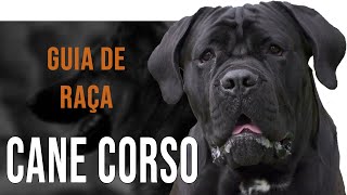 CANE CORSO  Tudo sobre a raça [upl. by Anaeed]