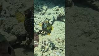 Yellow boxfish RedSeaBit fish redsea snorkeling [upl. by Latty]