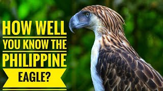 Philippine Eagle  Description Characteristics and Facts [upl. by Yanel25]