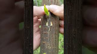 Easy Grafting Techniques plants grafting tree graft nature farming fruittrees yt [upl. by Tadd]