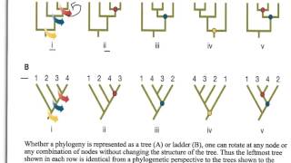 How to Interpret Phylogenetic Trees [upl. by Iztim]