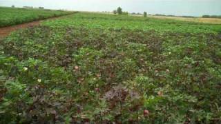 TAMU Plant Breeding  Mass Selecting Cotton [upl. by Assertal]