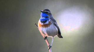 Bluethroat 2  Luscinia svecica KnyszynPodlasie April 2011Poland [upl. by Aran]