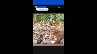 Monkey kisses a bird 🐦🤣🐒 very funny Asmr [upl. by Schach]