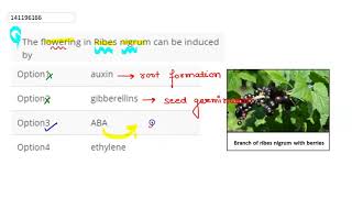 The flowering in Ribes nigrum can be induced by  12  PLANT GROWTH AND DEVELOPMENT  BIOLOG [upl. by Nnylaj33]