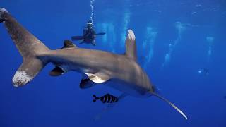 EgypteBrothers 2018 Longimanus  Requin Océanique [upl. by Donatelli]