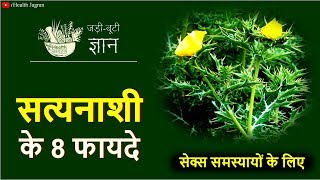 सत्यानाशी के फायदे  Mexican Prickly Poppy for Jaundice Water Retention amp Urine Problems [upl. by Helga]