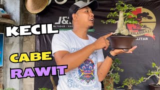 Cek Harga Bonsai Termurah Dirumah Mas Reza Kempas Kempis [upl. by Relyhcs30]