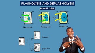 FORM 1 Lesson 76 Plasmolysis and deplasmolysis Turgidity and flaccidity mp4 [upl. by Yelrebmyk]