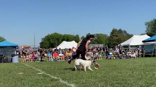 Dog Bowl 2021  AWI Qualifier  Leap and Andrea Rigler [upl. by Arela]