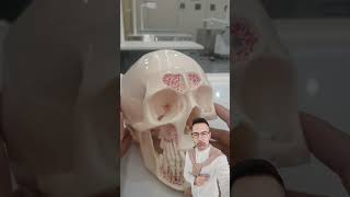 Enhance Your Dental Training with Our Realistic Dental Skull Model dentalschool [upl. by Anavas921]