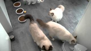 02042016 Chatons Sacré de Birmanie Chatterie des Bibounets Sacrés [upl. by Aylward707]